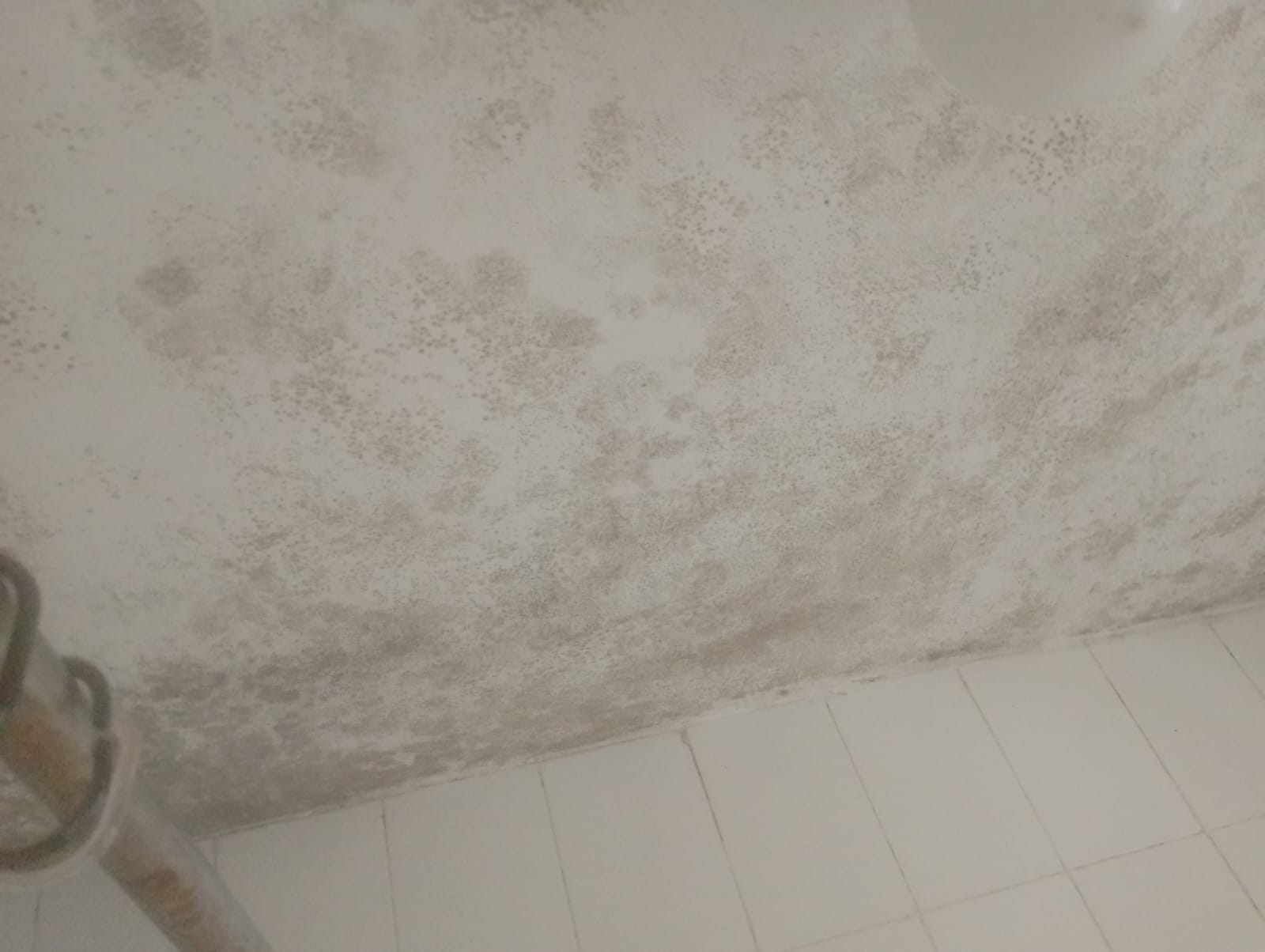 Commercial property mold remediation in Nairobi - office building treatment