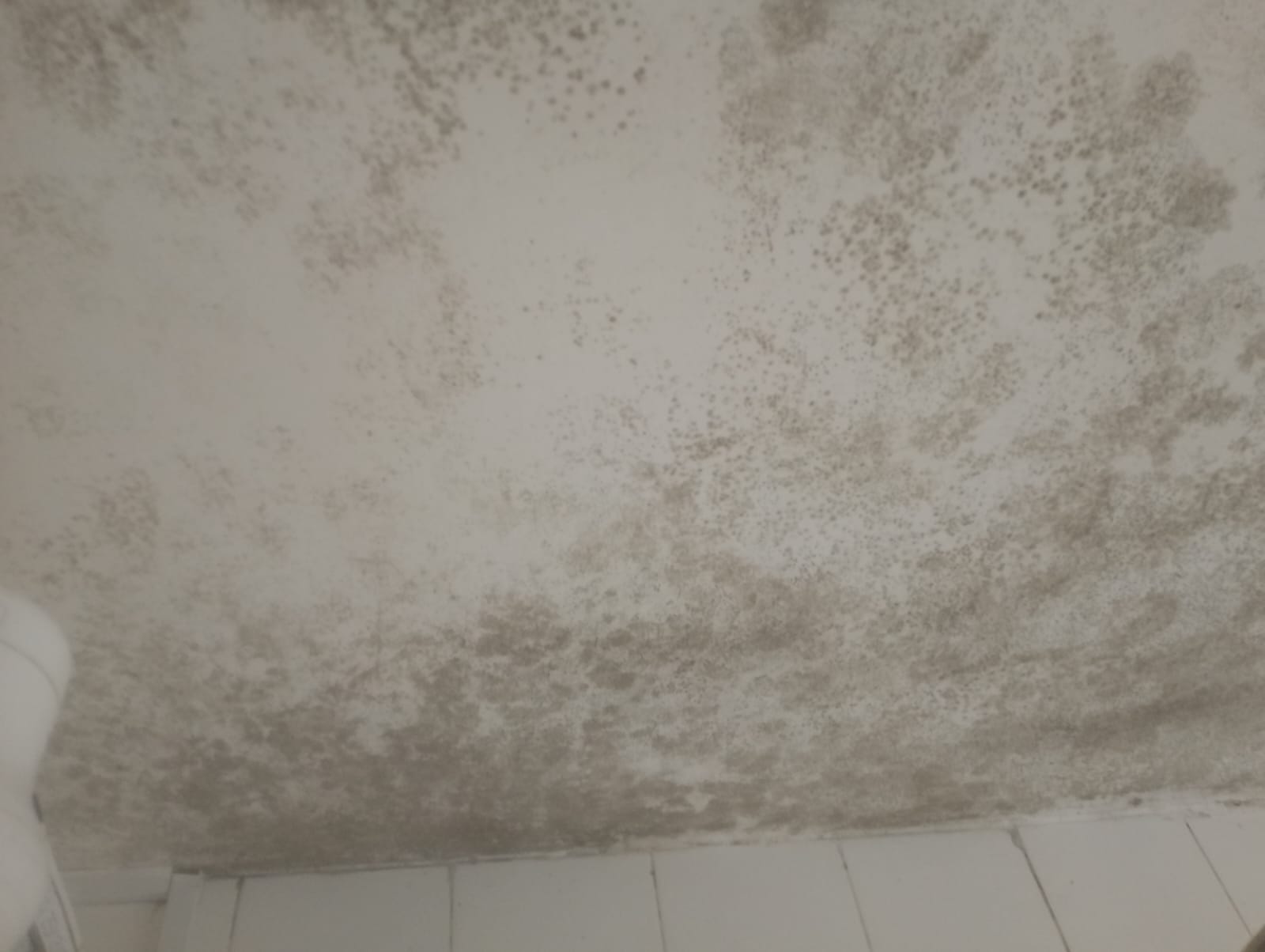Mold removal in Loresho - home attic and wall mold treatment
