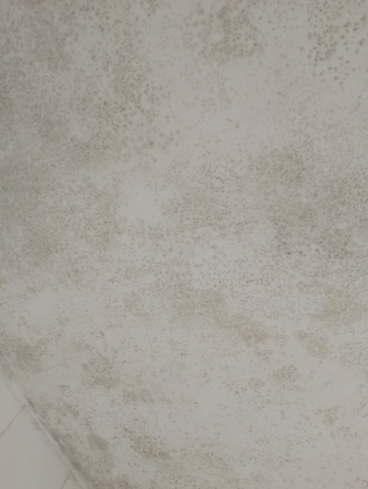 Commercial mold removal services in Westlands Nairobi - office remediation