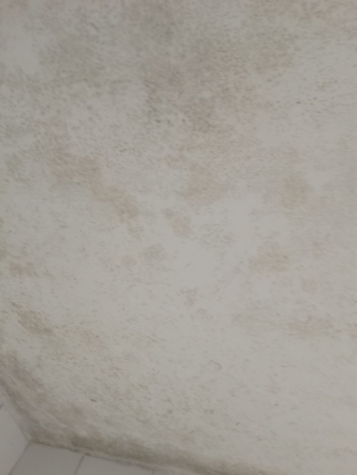 Apartment mold treatment and prevention in Loresho - bathroom mold removal