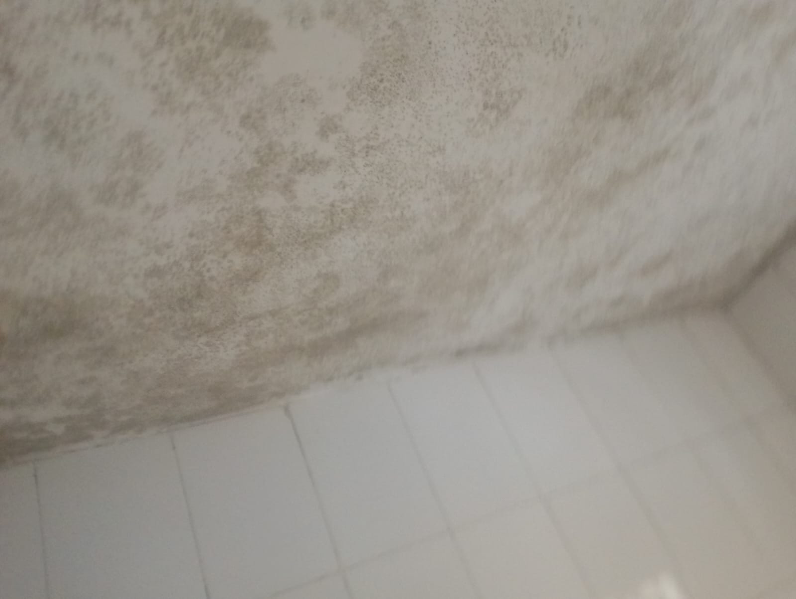 Professional mold inspection and air quality testing services in Muthaiga