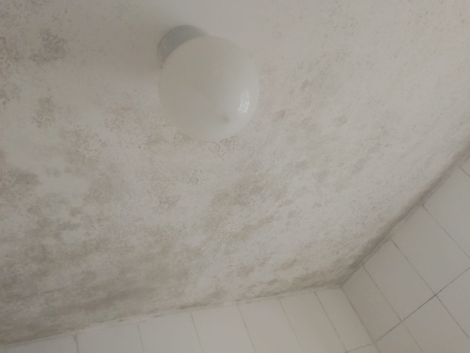 Mold removal services in Westlands - home wall mold treatment